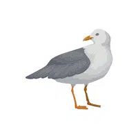  Cormorant in English 