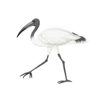 Ibis in English 