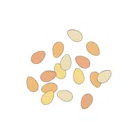  lotus seeds in English