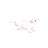 Rat in English