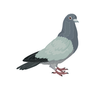 Birds Name in English | Pigeon in English 