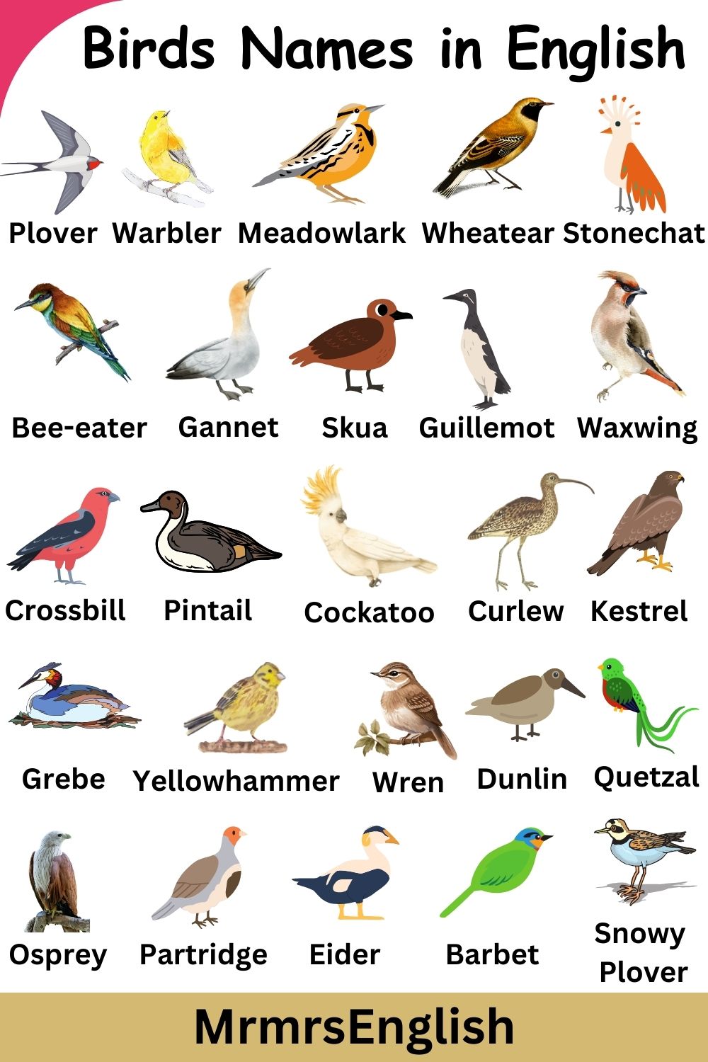 Birds Name in English 