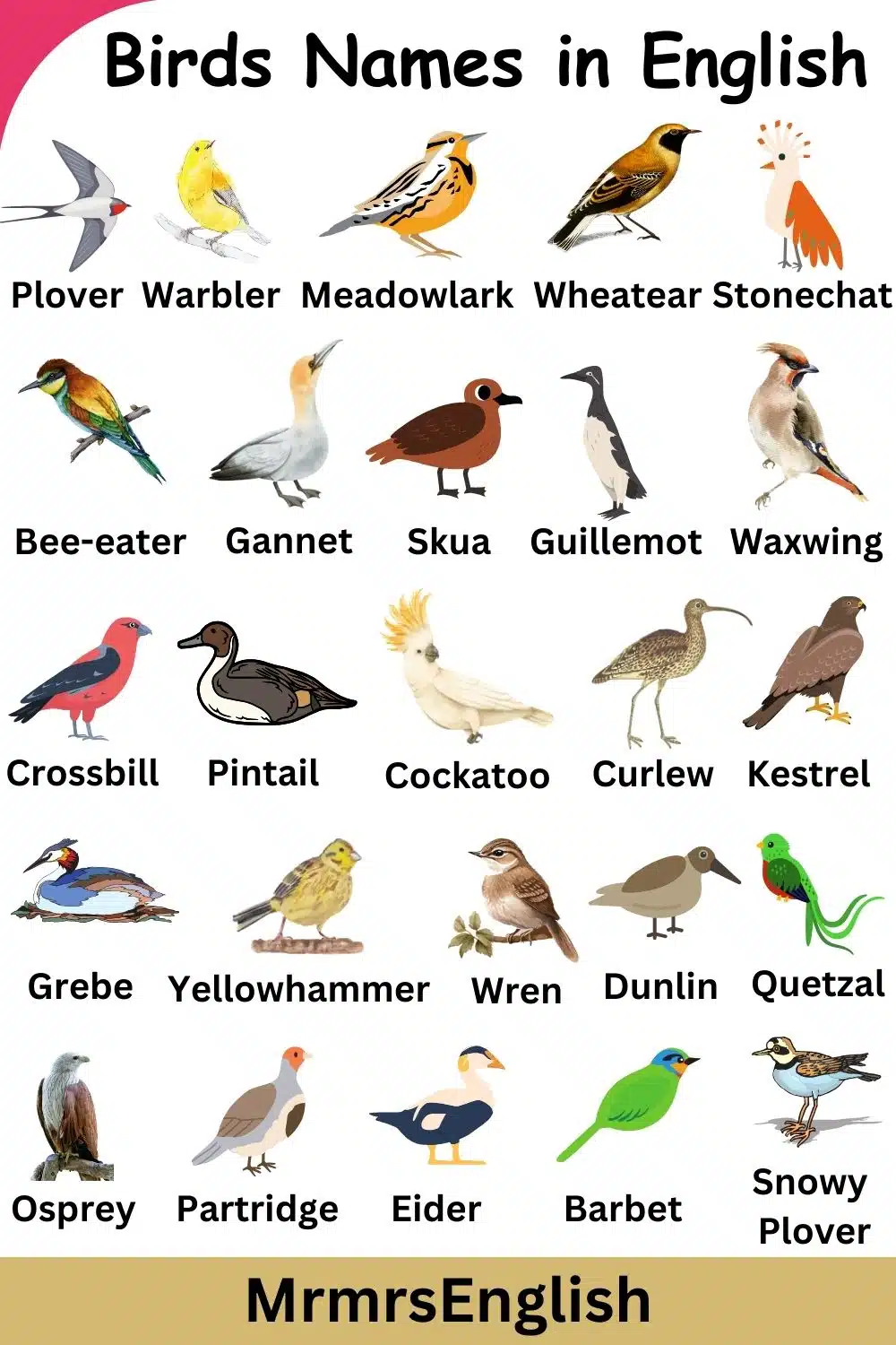Birds Name in English 