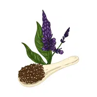  Chia Seeds in English