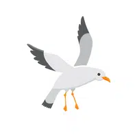 Birds Name in English | Seabird in English 
