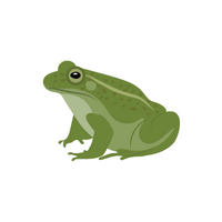  Frog in English