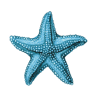 Name of Animals in English |Starfish in English
