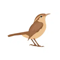 Birds Name in English | Wren in English 