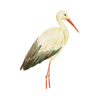 Birds Name in English | Stork in English 