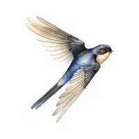 Birds Name in English | Swift in English 