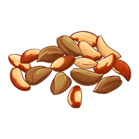 Dry Fruits Name | Pili Nuts in English