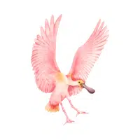 Birds Name in English | Spoonbill in English 