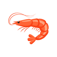 Name of Animals in English |Shrimp in English