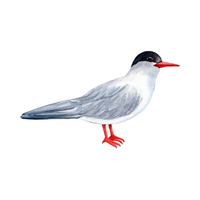 Birds Name in English | Tern in English 