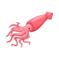 Name of Animals in English | Squid in English