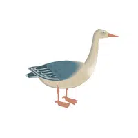 Birds Name in English | Grebe in English 