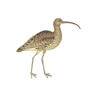 Birds Name in English | Curlew in English 