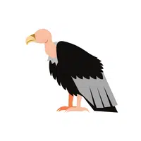 Birds Name in English | Buzzard in English 