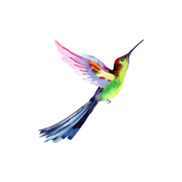 Birds Name in English | Hummingbird in English 
