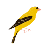 Birds Name in English | Goldfinch in English 