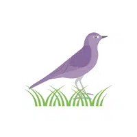 Birds Name in English | Plover in English 