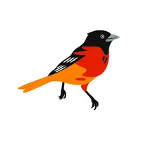 Birds Name in English | Oriole in English 