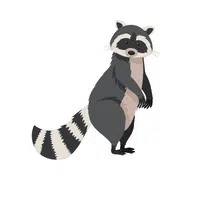 Raccoon in English