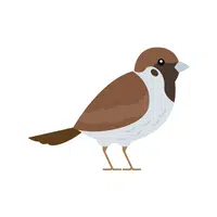 Birds Name in English | Shrike in English 