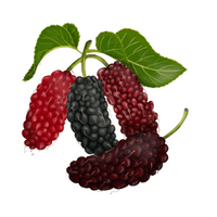 Fruits Vocabulary words | Mulberry in English