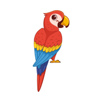 Macaw in English