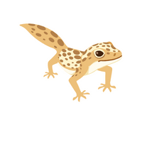 Gecko in English
