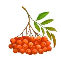 Fruits Vocabulary words | Rowan Berry in English