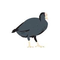 Birds Name in English | Coot in English 