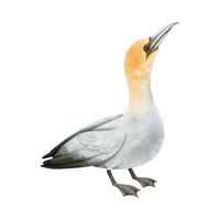 Birds Name in English | Gannet in English 