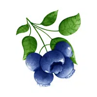 Fruits Vocabulary words | Huckleberry in English