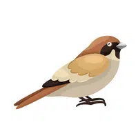 Birds Name in English | Magpie in English 