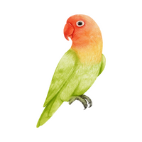 Pets Animal Name | Lovebird in English