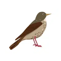 Birds Name in English | Thrush in English 