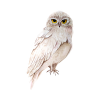 Birds Name in English | Owl in English 