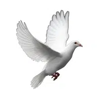 Birds Name in English | Dove in English 