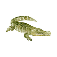 Alligator in English