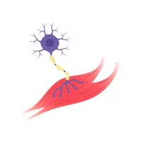 Hospital Vocabulary Words | Nerve stimulator in English