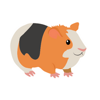 Guinea pig in English