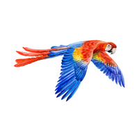 Macaw in English