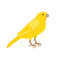 Canary in English
