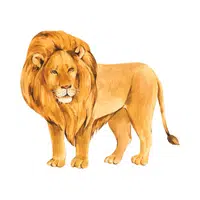 Name of Animals in English | Lion in English