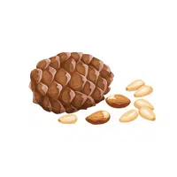 Dry Fruits Name |Pine nut in English