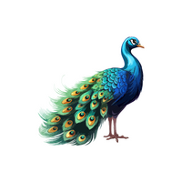 Birds Name in English | Peacock in English 