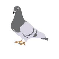 Pigeon in English