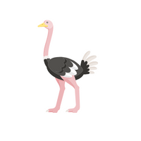 Ostrich in English